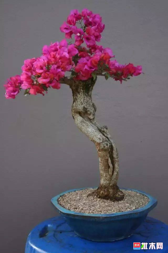 批木网anywood.com