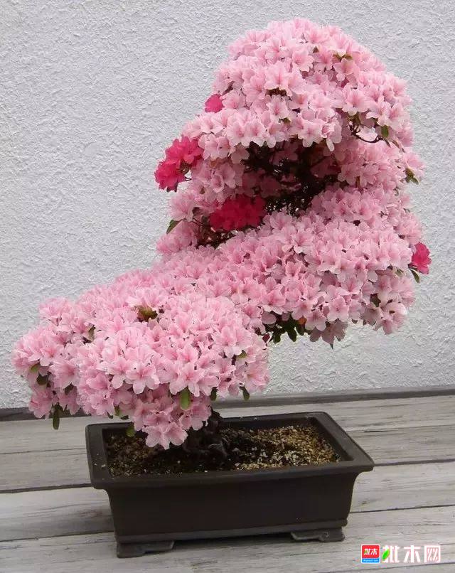 批木网anywood.com
