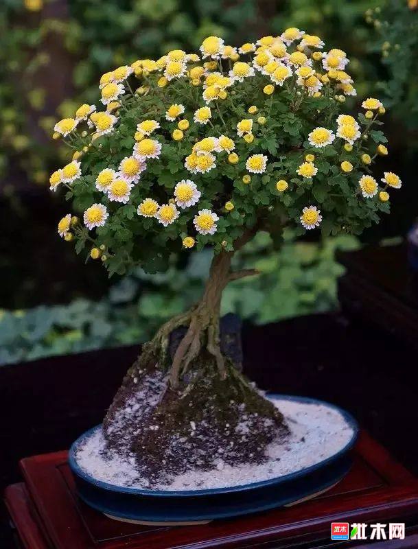 批木网anywood.com