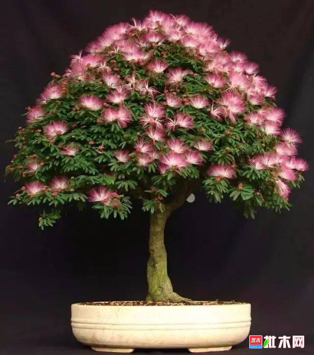 批木网anywood.com
