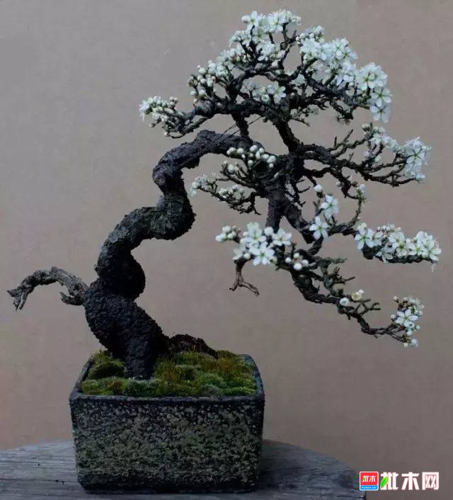 批木网anywood.com