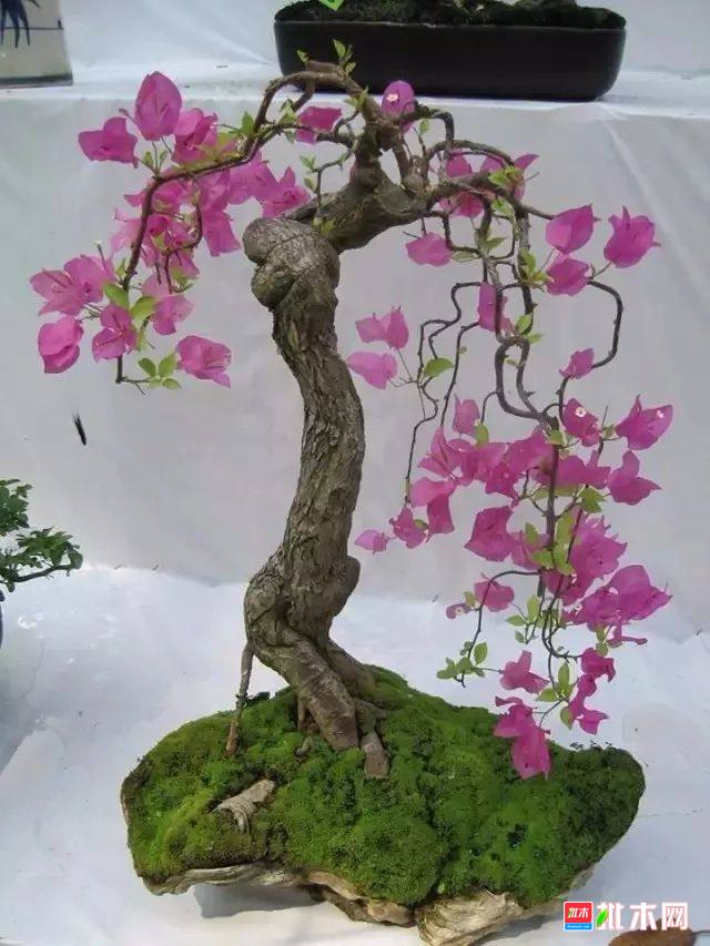 批木网anywood.com