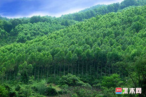 批木网anywood.com