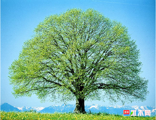 批木网 anywood.com