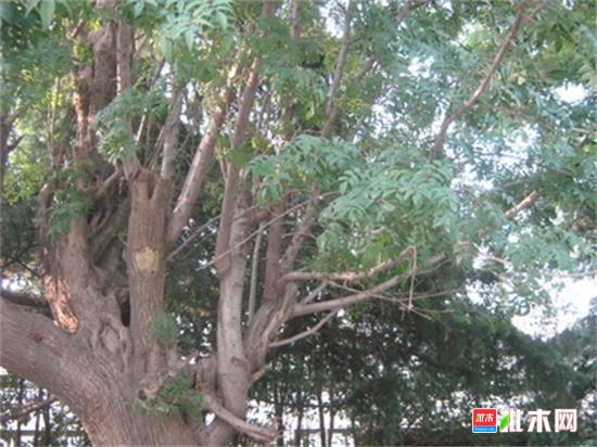 批木网anywood.com