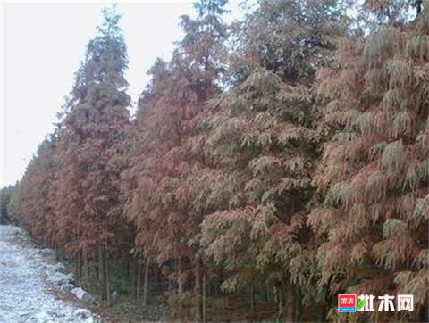 批木网anywood.com