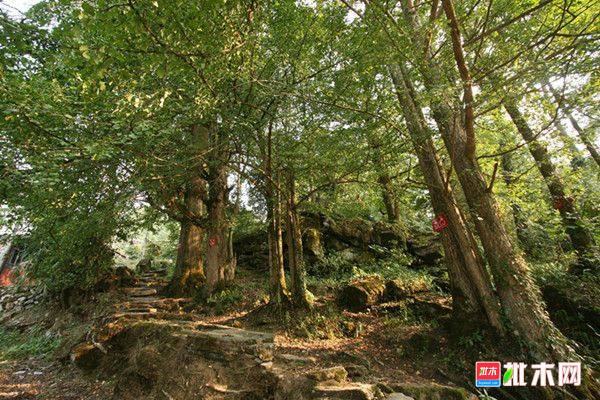 批木网anywood.com