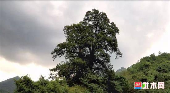 批木网anywood.com