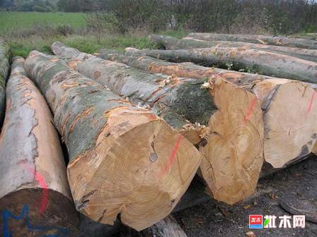 批木网anywood.com