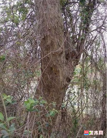 批木网 anywood.com