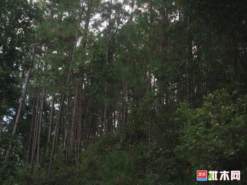 批木网anywood.com