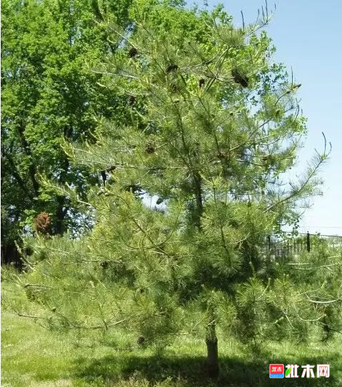 批木网 anywood.com