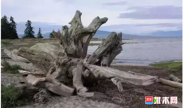 批木网 anywood.com