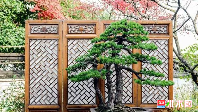 批木网 anywood.com