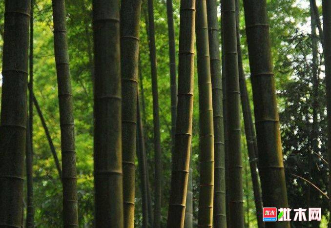 批木网 anywood.com