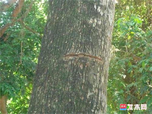 批木网anywood.com