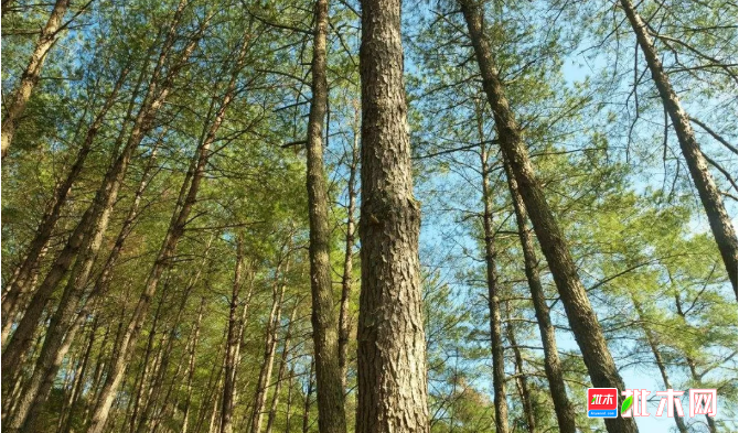 批木网 anywood.com