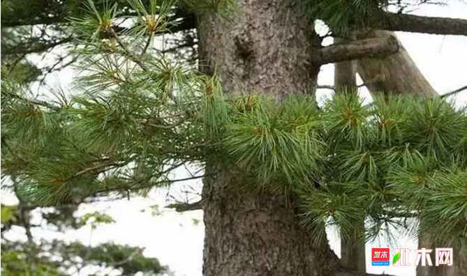 批木网 anywood.com
