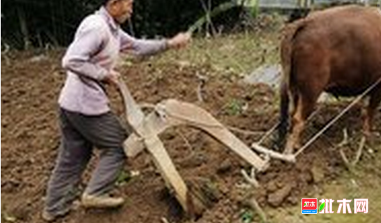 批木网 anywood.com