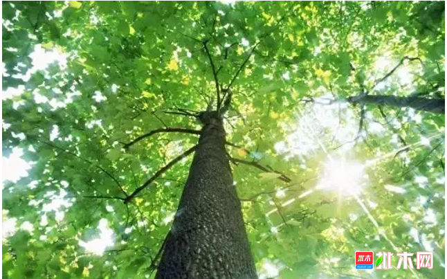 批木网 anywood.com