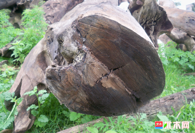 批木网 anywood.com