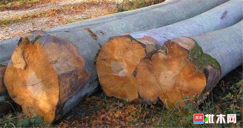 批木网anywood.com