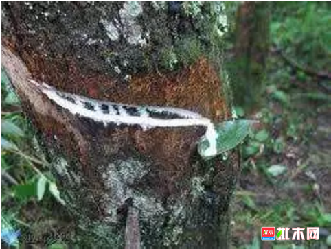 批木网 anywood.com