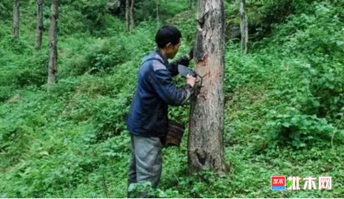 批木网 anywood.com