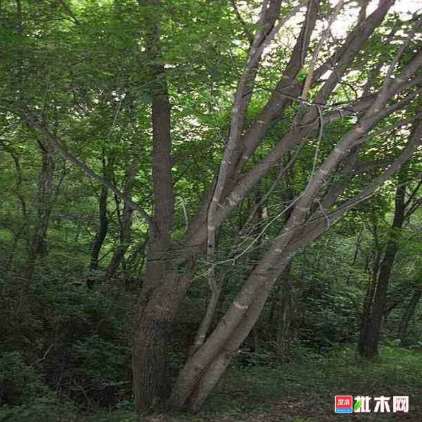 批木网anywood.com