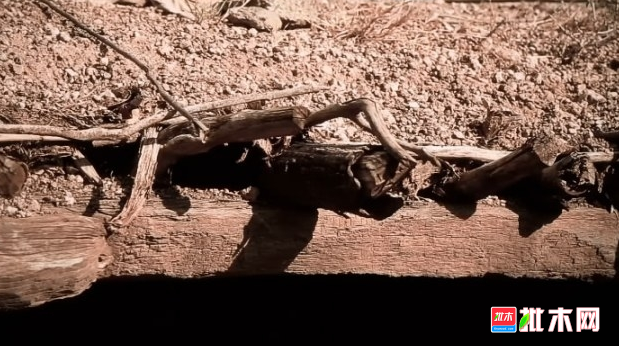 批木网 anywood.com