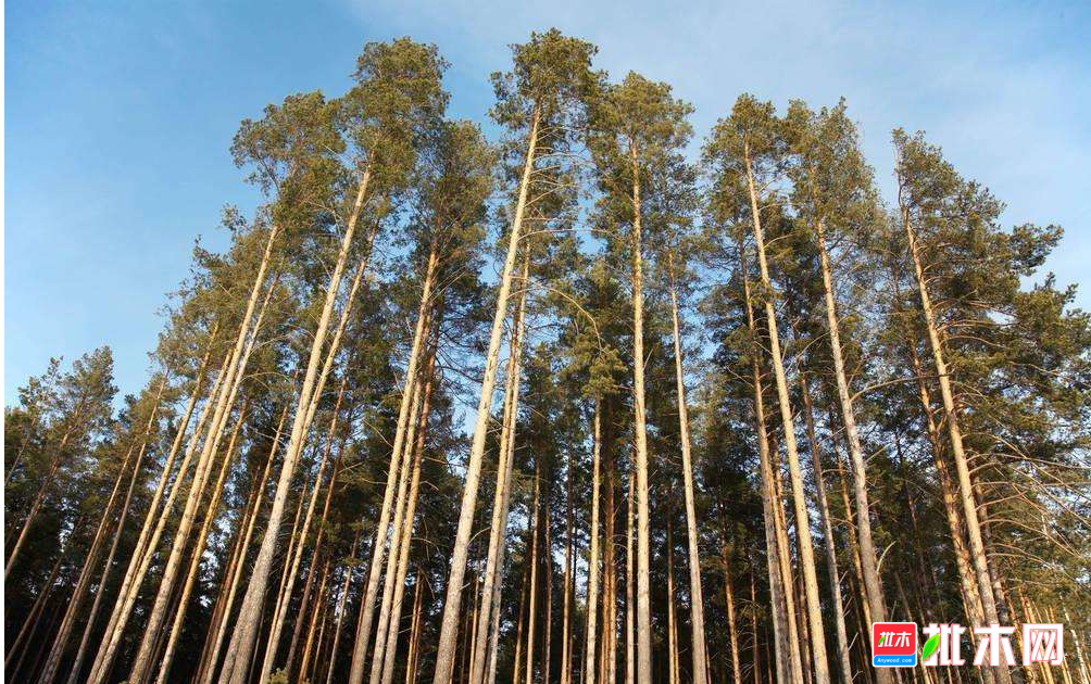 批木网anywood.com
