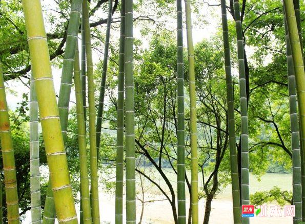 批木网 anywood.com