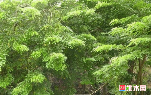 批木网 anywood.com