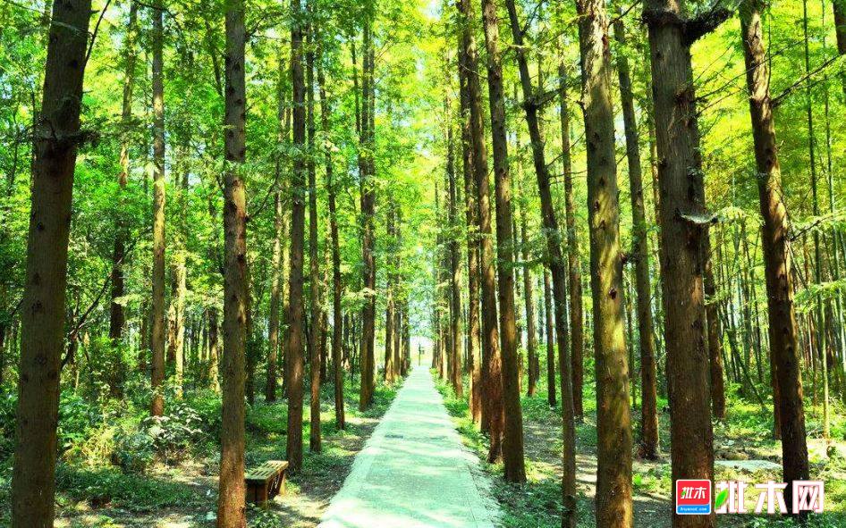 批木网anywood.com
