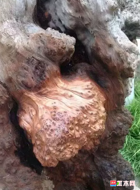 anywood.com   批木网