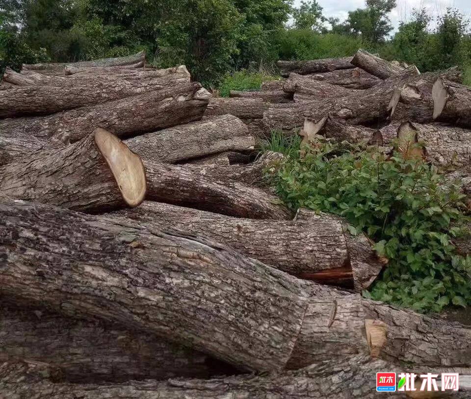 批木网  anywood.com