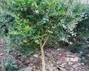 anywood.com