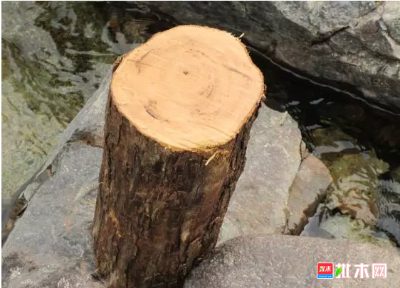 anywood.com
