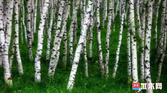 anywood.com