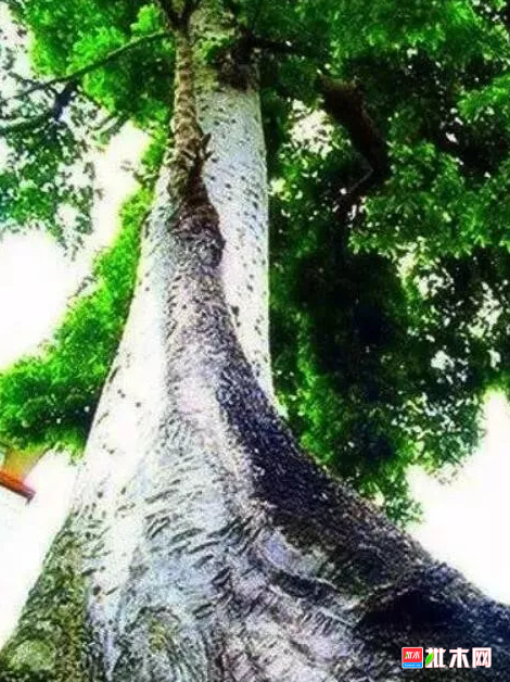 anywood.com
