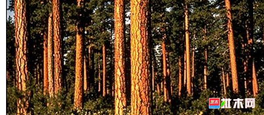 anywood.com