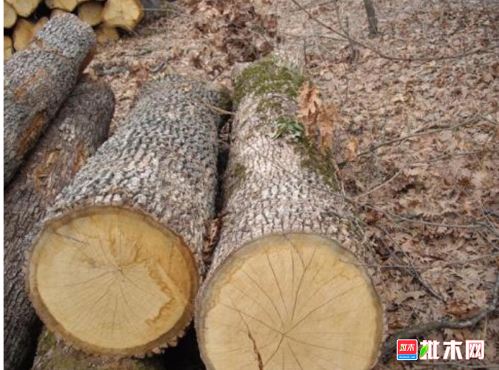 anywood.com