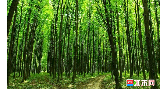 anywood.com