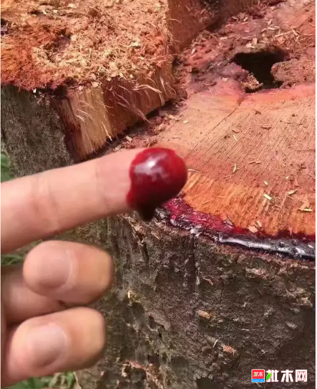 anywood.com