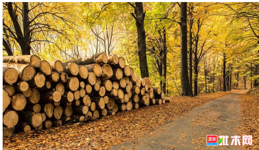 anywood.com