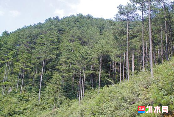 anywood.com
