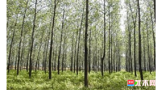 anywood.com