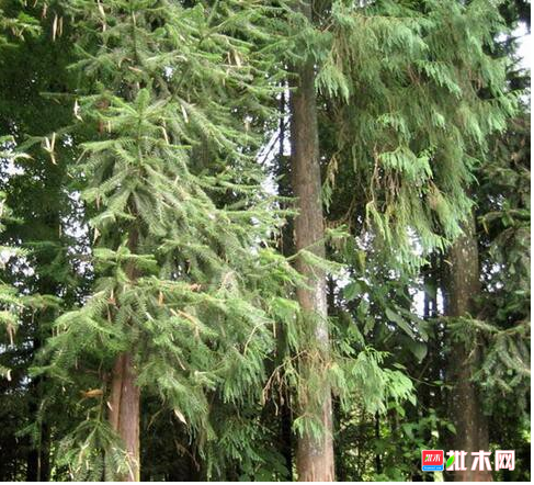 anywood.com