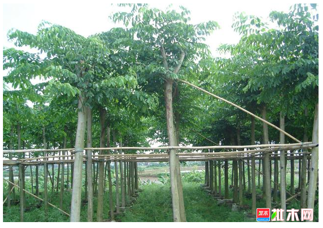 anywood.com