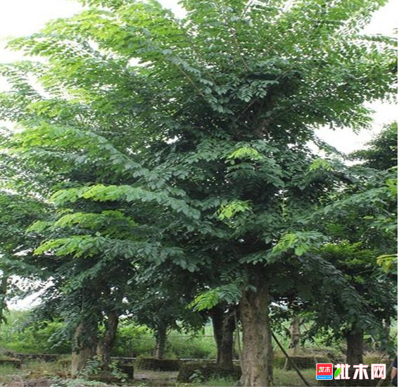 anywood.com